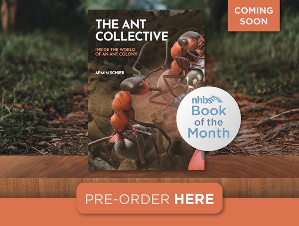 The Ant Collective 