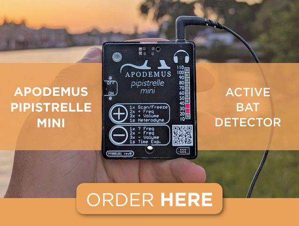 Apodemus Pipstrelle Mini