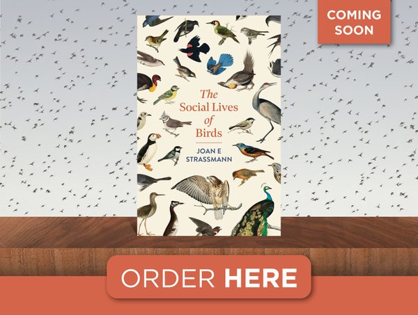 The Social Lives of Birds