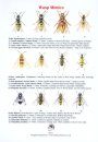 Wasp Mimics