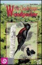 The Guadeloupe Woodpecker