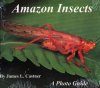 Amazon Insects