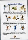 Rare Insects in Britain