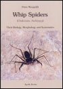 Whip Spiders (Chelicerata: Amblypygi)