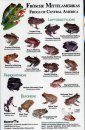 Frogs of Central America / Frosche Mittelamerikas