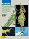 Phasmiden: Pflege und Zucht von Gespenstschrecken, Stabschrecken und Wandelnden Blättern im Terrarium
