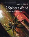 A Spider's World