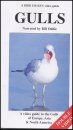 Gulls. A Video Guide to the Gulls of Europe, Asia and North America
