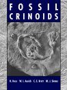 Fossil Crinoids