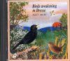 Birds Awakening in Bresse / Le Réveil des Oiseaux en Bresse