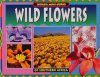 Wild Flowers of Southern Africa