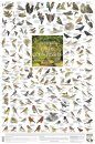 Birds of the Countryside: British Isles and Europe - Poster