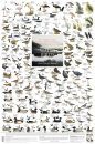 Water Birds: Birds of Europe's Wetlands - Poster