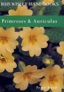 Primroses and Auriculars