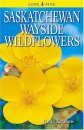 Saskatchewan Wayside Wildflowers