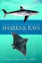 Field Guide to Australian Sharks and Rays