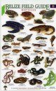 Belize Field Guides: Reptiles/Amphibians [English / Spanish]