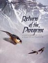 Return of the Peregrine