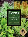 Ferns for American Gardens
