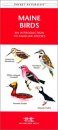 Maine Birds