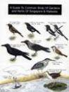 A Guide to Common Birds of Gardens and Parks of Singapore & Malaysia