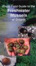 Photo Field Guide to the Freshwater Mussels of Ontario