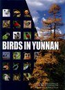 Birds in Yunnan