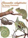 Chamaeleo Calyptratus: The Yemen Chameleon
