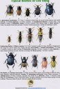 Typical Beetles in Cow Dung / Common Dung Beetles