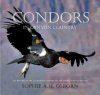 Condors in Canyon Country