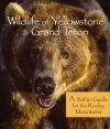 Wildlife of Yellowstone and Grand Teton