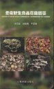 Color Atlas of Wild Commercial Mushrooms in Yunnan [Chinese]