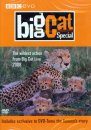 Big Cat Special (Region 2 & 4)