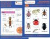 Pocket Pack: Identifying 80 Land and Freshwater Invertebrates and Creatures