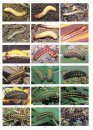 The Colour Identification Guide to the Caterpillars of the British Isles