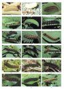 The Colour Identification Guide to the Caterpillars of the British Isles