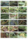 The Colour Identification Guide to the Caterpillars of the British Isles