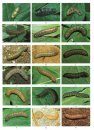 The Colour Identification Guide to the Caterpillars of the British Isles