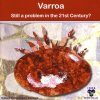 Varroa: Still a Problem in the 21st Century?
