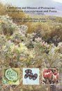Cultivation and Diseases of Proteaceae