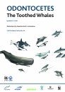 Odontocetes: The Toothed Whales