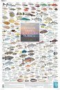 Coastal Fishes of Southern Africa, 1: Inshore - Poster