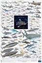 Sharks of the World, 3: Oceanic Depths - Poster