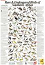 Newman's Rare and Endangered Birds of Southern Africa - Poster