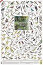 Garden Birds, Southern Africa - Poster