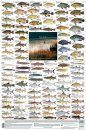 Freshwater Fishes, Southern Africa - Poster: All the Larger Indigenous and Introduced Species