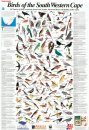 Newman's Birds of the South Western Cape - Poster