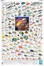 Coastal Fishes of Southern Africa, 3: Coral and Rocky Reefs - Poster