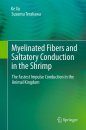 Myelinated Fibers and Saltatory Conduction in the Shrimp