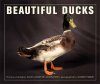 Beautiful Ducks